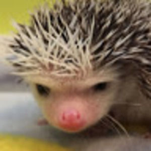 Meet your Posher, Natalie